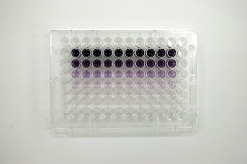 酸化ストレス（UV,ROS）に対する細胞防御試験